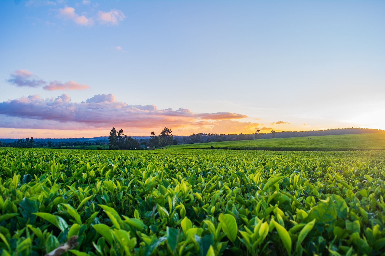 Loan Program Rewards Regenerative Agriculture, Sets Example for Other Lenders
