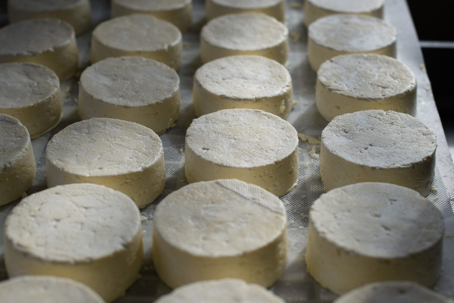 This Cow's Laughing Now: Another Brand Rolls Out Plant-Based Cheese