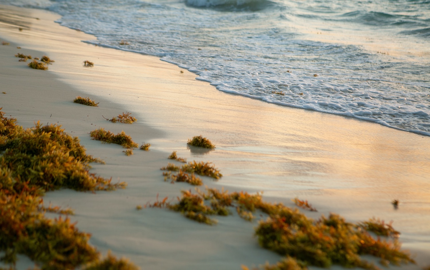 Transforming Blight to Boon With Upcycled Sargassum Seaweed