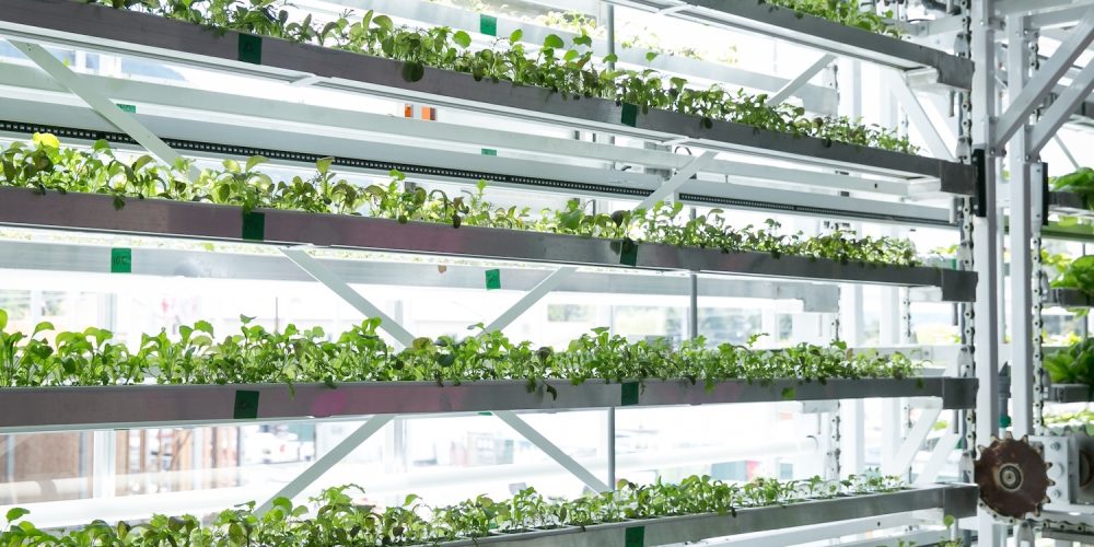 Even as some vertical farming ventures struggle