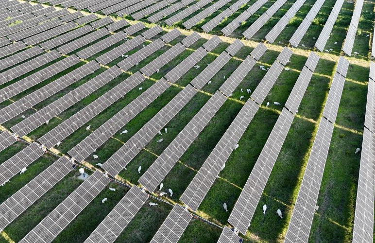 Enel solar farm with sheep grazing around for vegetation management, supporting the land and family farmers