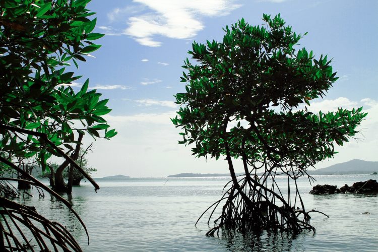 A mangrove tree growing near the shore in Thailand.