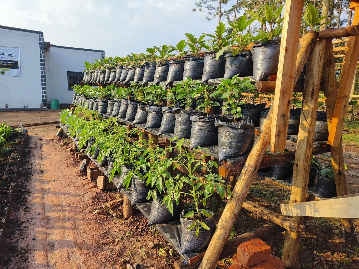 Rows of plants growing in recycled rice sacks stacked on tiered, wooden shelves outdoors.