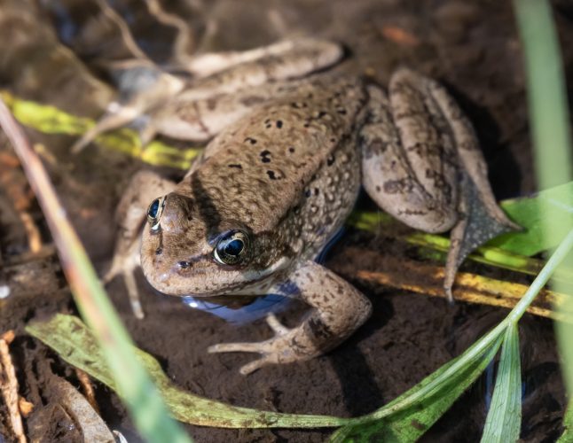 Cascades Frogs Vanished From Lassen Volcanic National Park in 2007. Now, They’re Back.