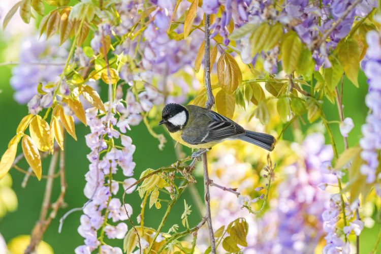 Paris Has Successfully Cut Noise Pollution, but Urban Birds Still Can’t Sing At Their Natural Pitch