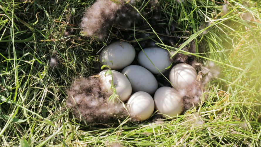 How Three CPG Companies Are Scaling Regenerative Practices