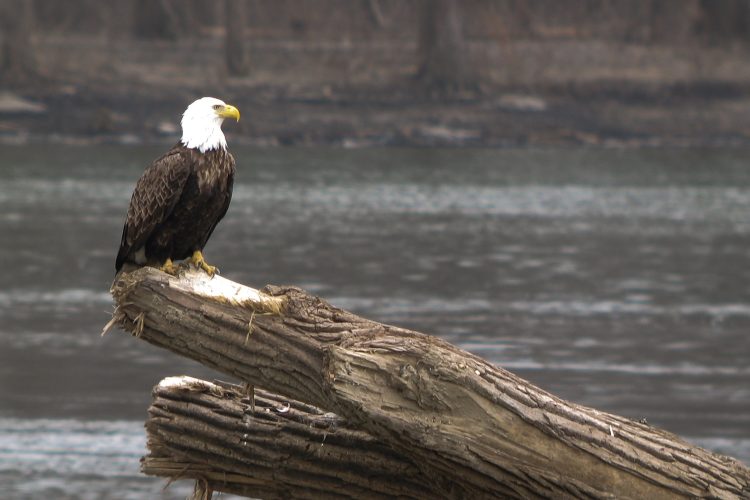 TriplePundit • The 50-Year-Old Conservation Law With a 99% Success Rate