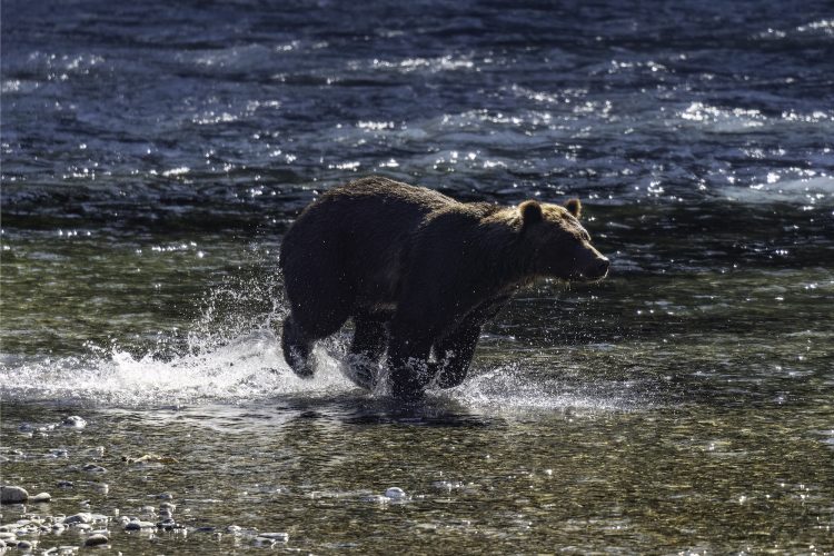 TriplePundit • The 50-Year-Old Conservation Law With a 99% Success Rate