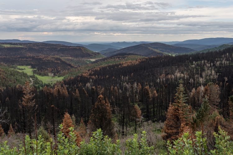 A ‘Reforestation Pipeline’ in New Mexico Trains Seedlings to Survive in Burn Scars