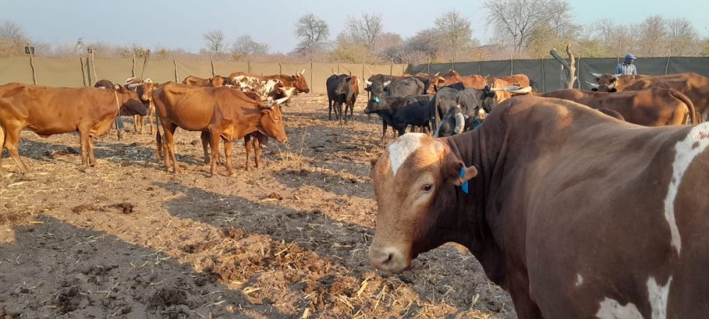 A herd of cows grazes inside of a fence created with study, gray fabric meant to protect them from predators.