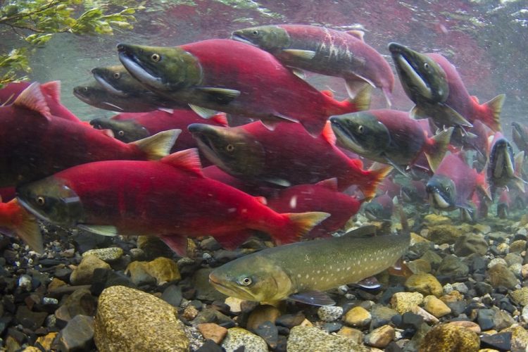TriplePundit • The Alaska Native Villages Where Rivers Provide Power