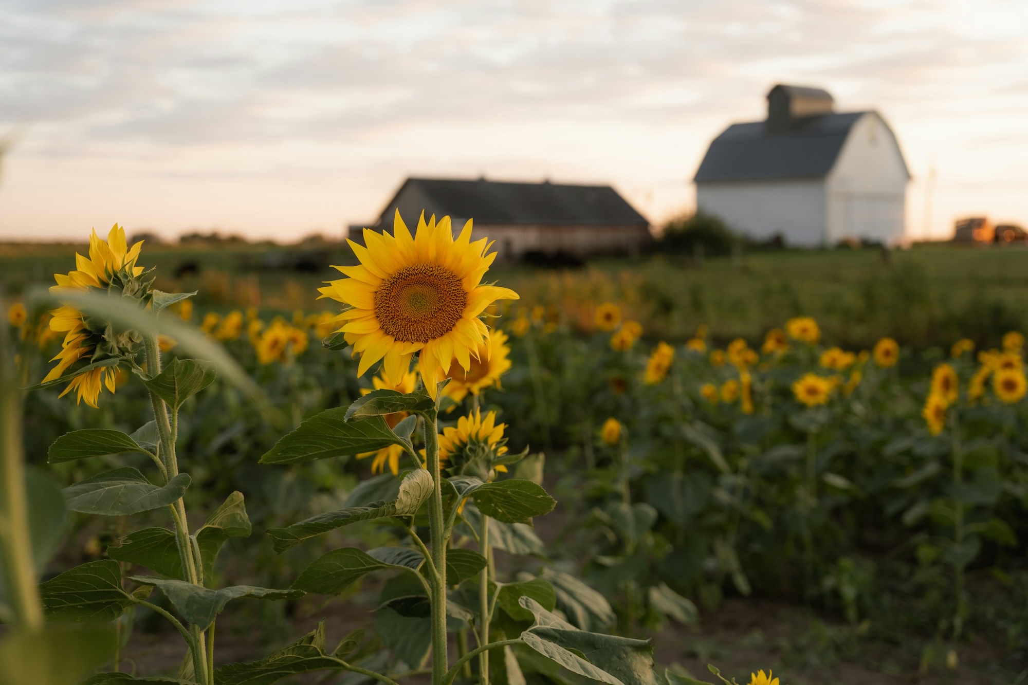 TriplePundit • Planned USDA Restructuring Will Hurt Farmers Already at the Brink, Advocates Say